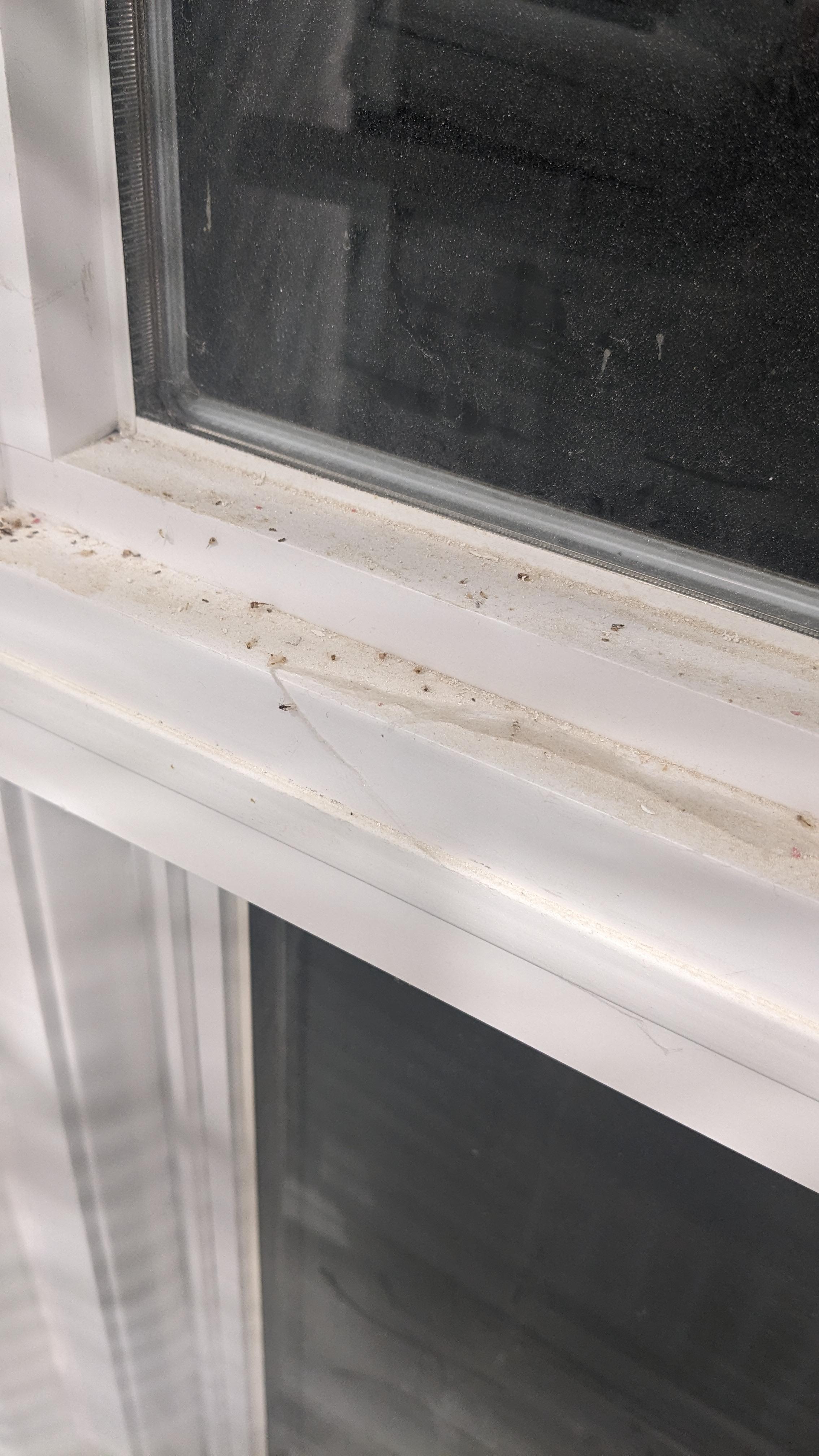 Dead bugs, ugh!