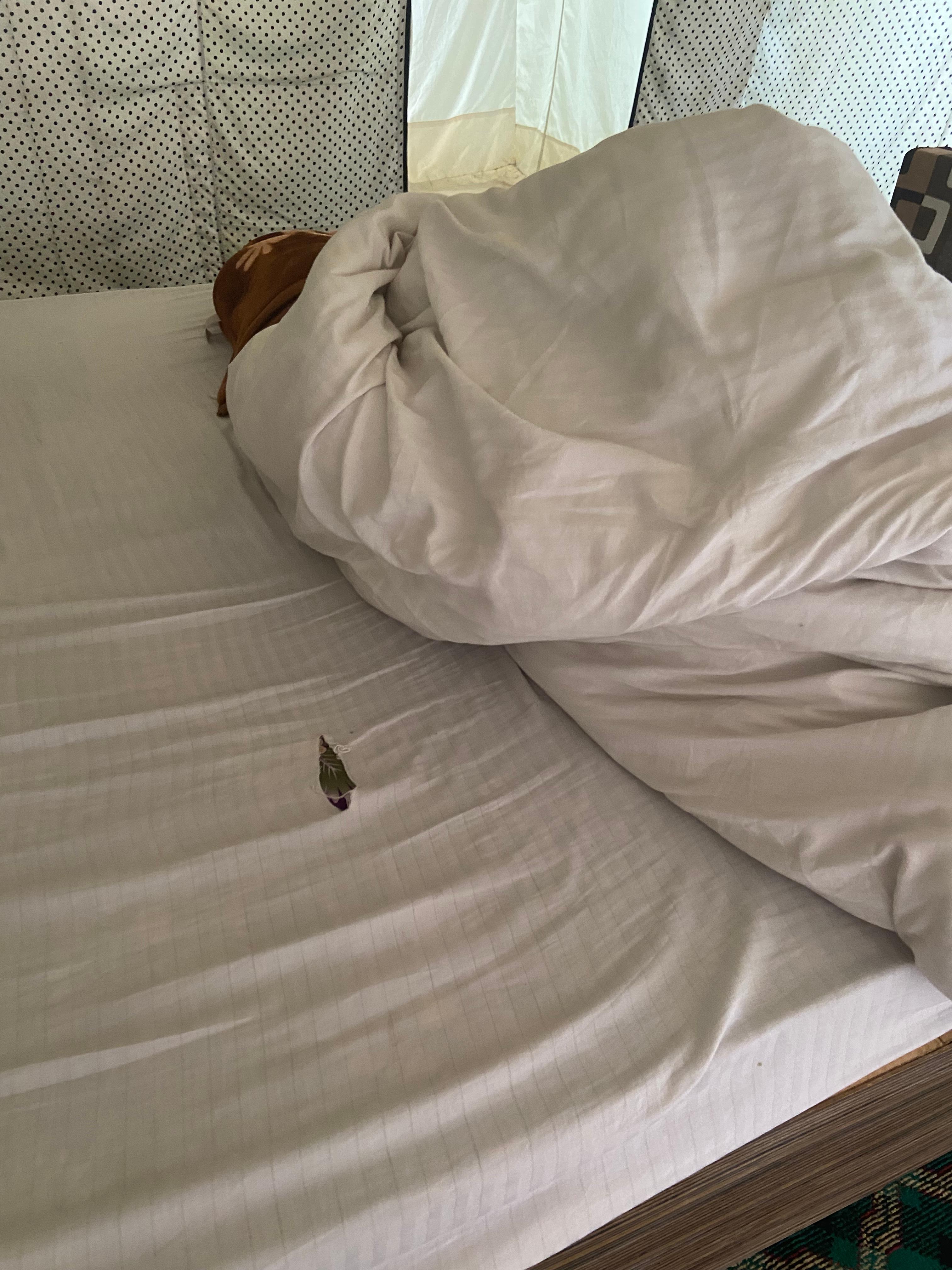 Unsanitary and dirty bed