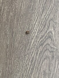 Roaches…sorry only pictures I have of this stay.
