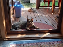 Such a friendly cat!