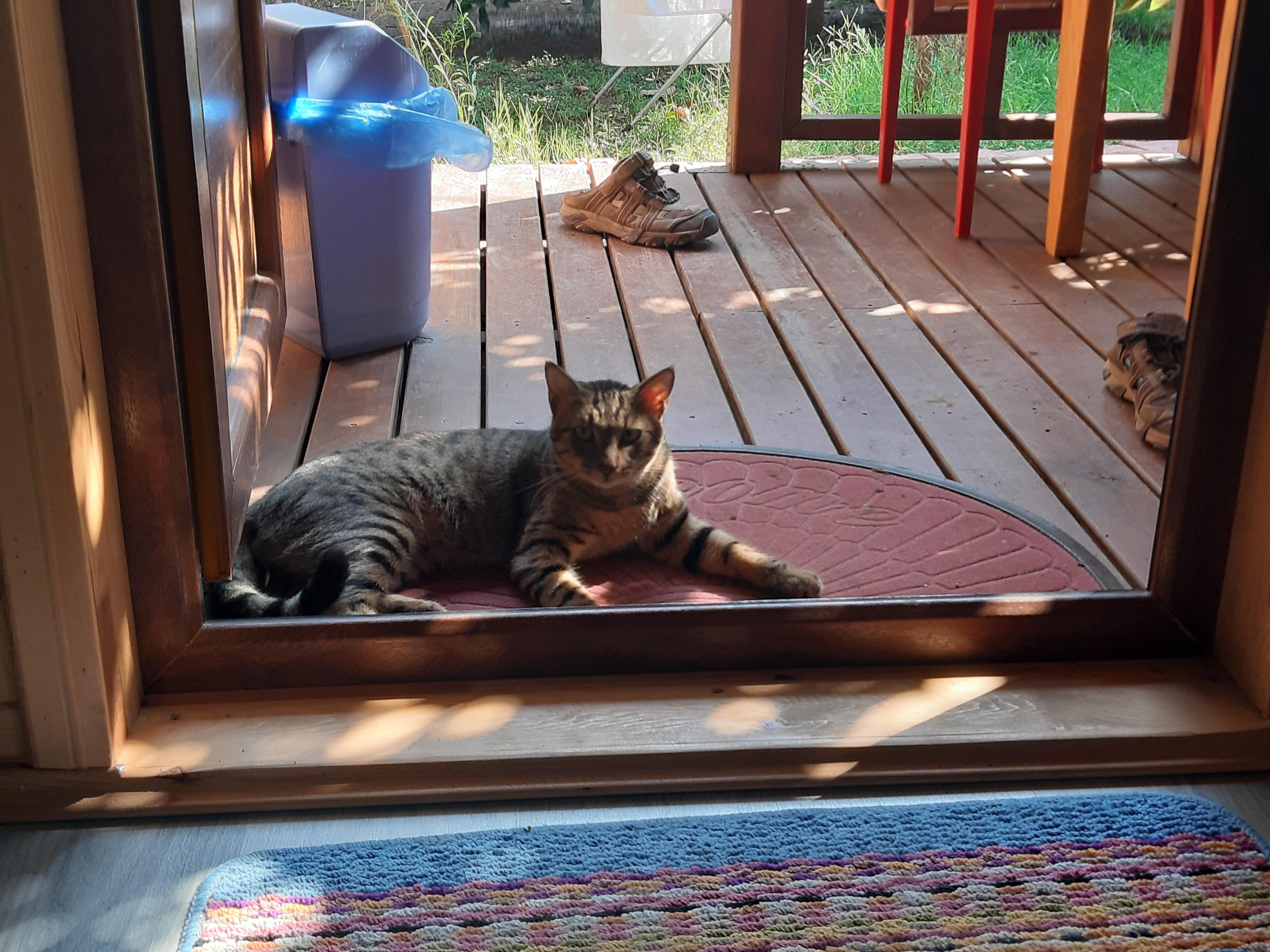 Such a friendly cat!