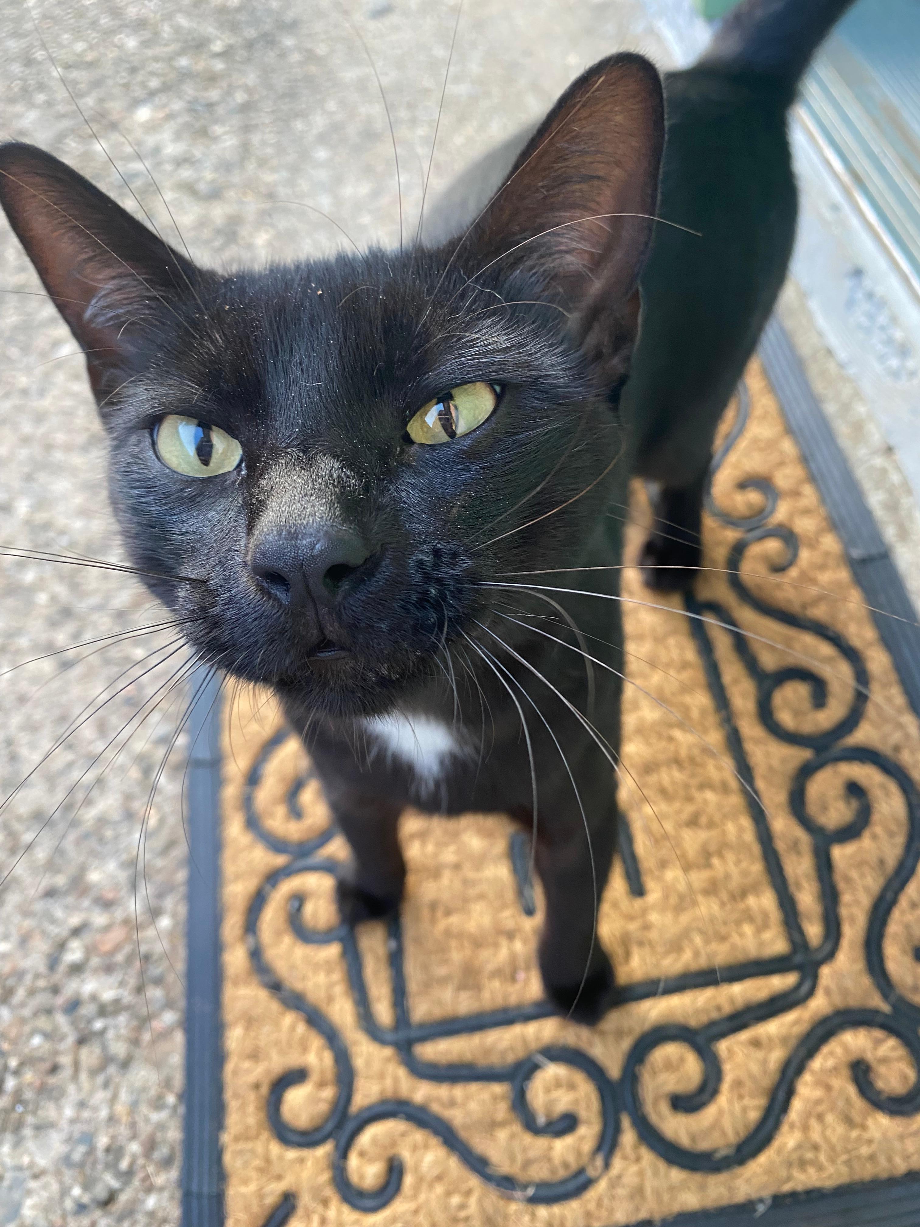 One of the friendly kitties who greeted me each day!