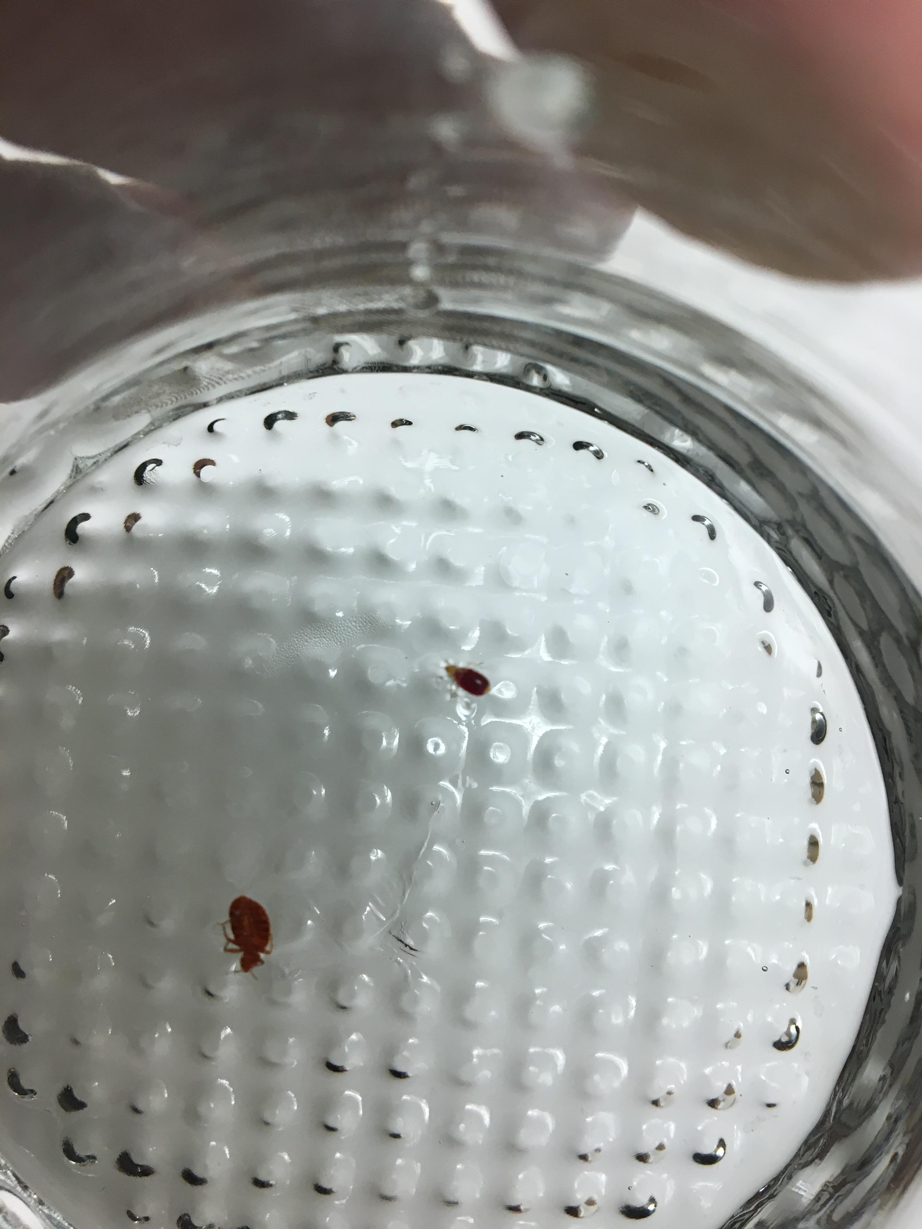 Bed bugs for Evidence