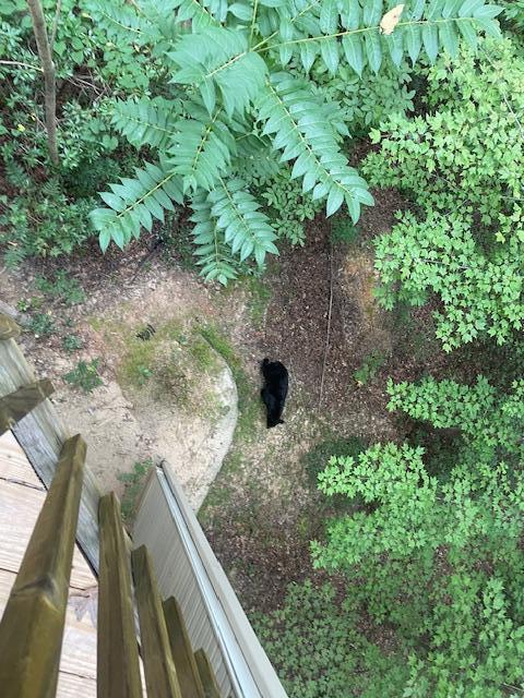 A Black Bear visit while we were having our morning coffee. Looking down from the balcony.