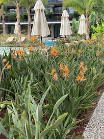 Birds of Paradise