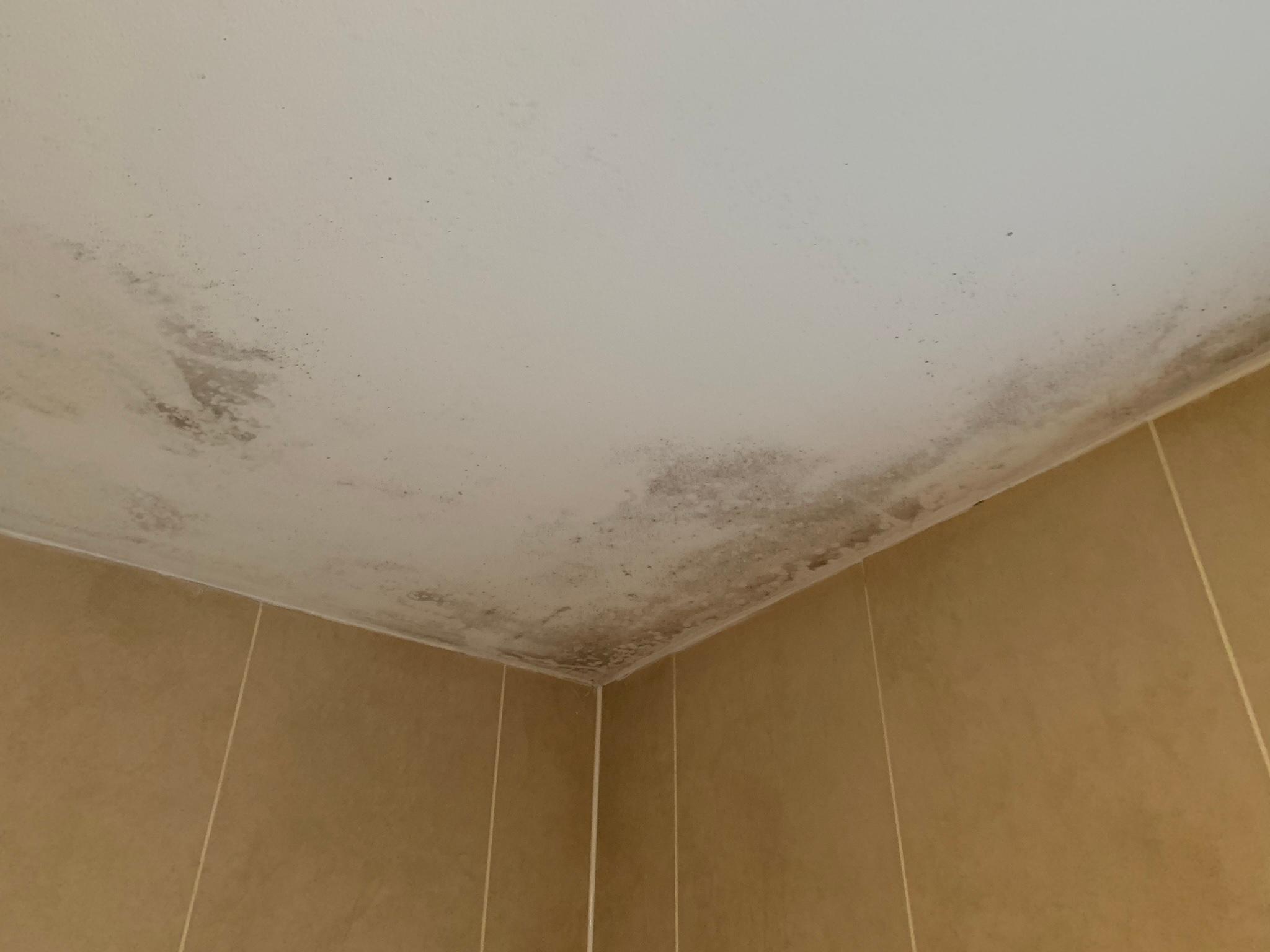 Bathroom mold