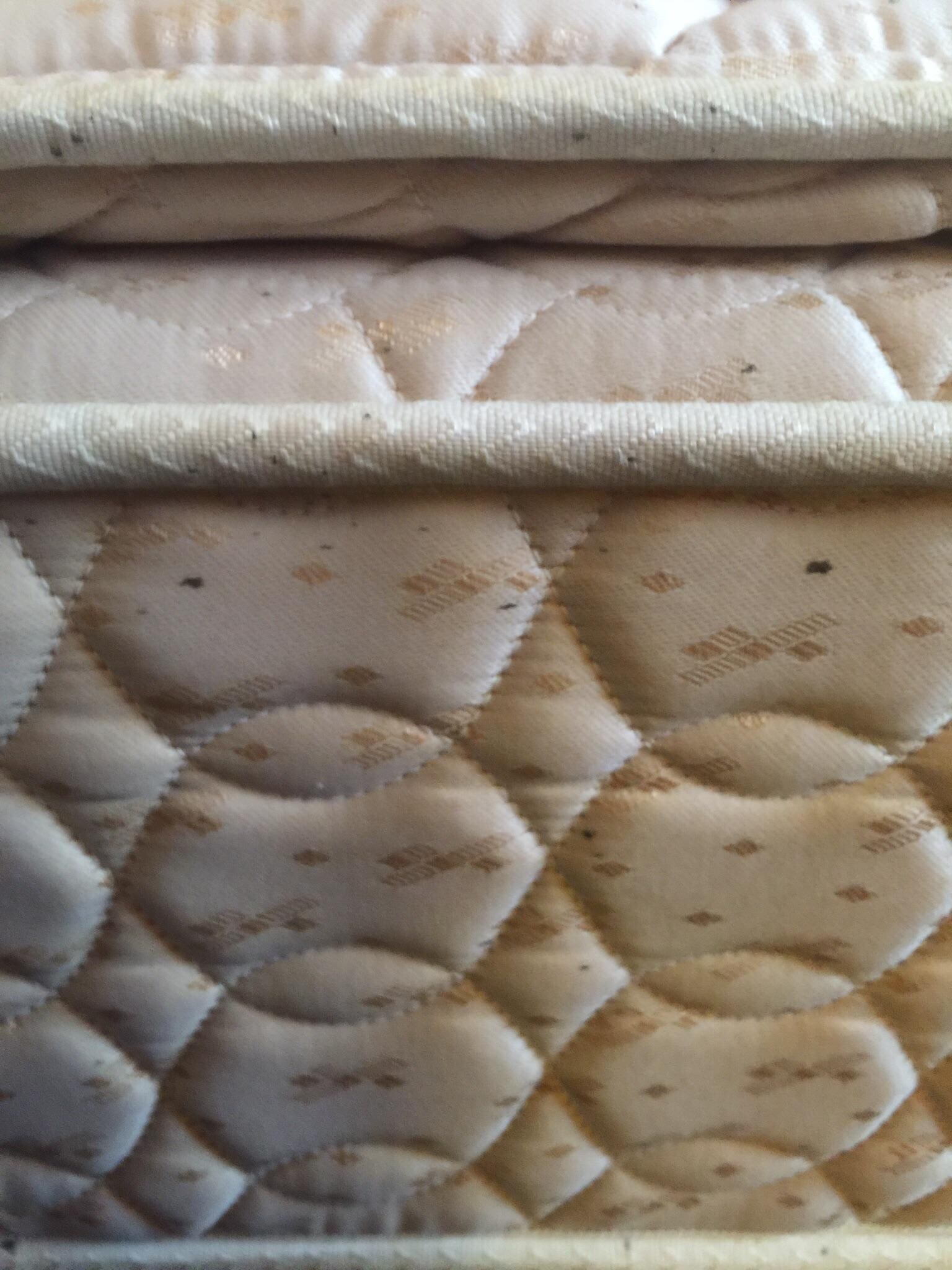 Bed bug feces