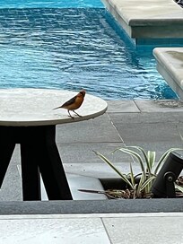 La piscine