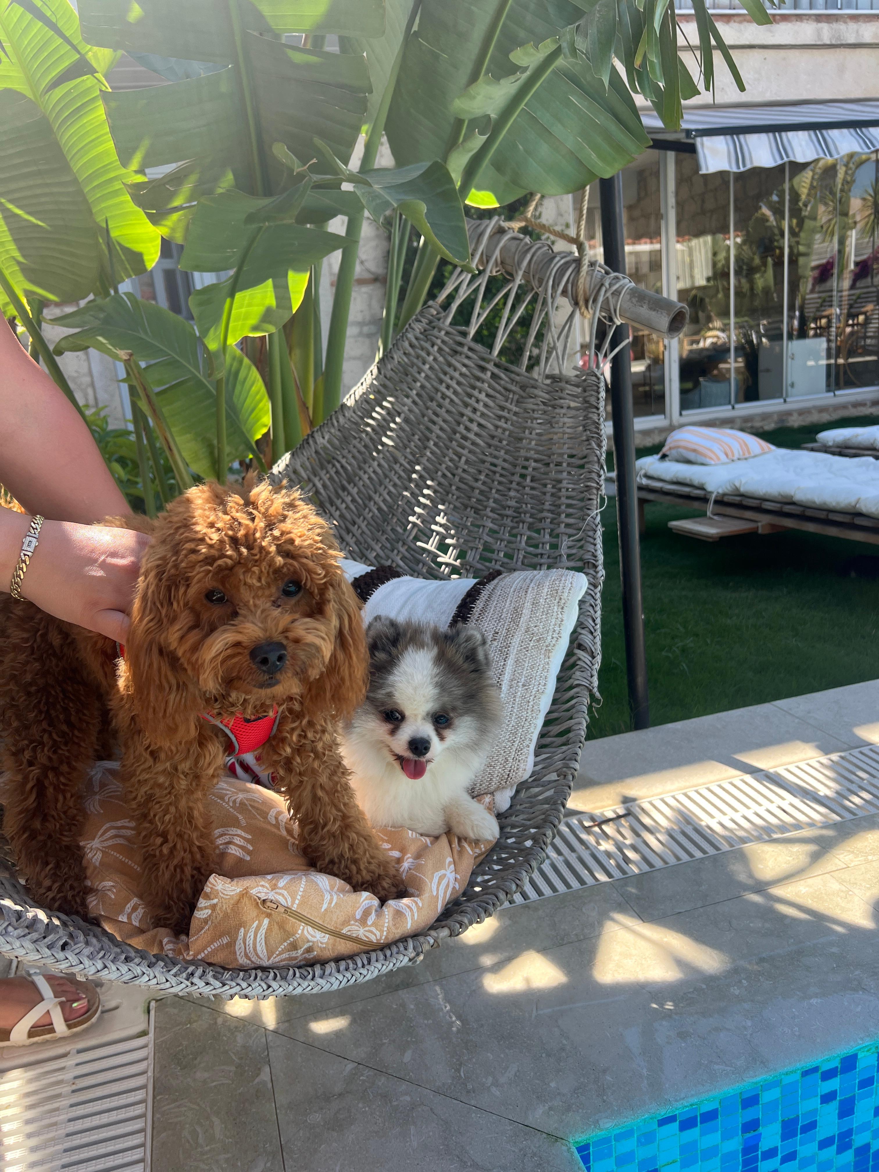 Köpeklerimin aşırı rahat ettiği bir konaklama oldu. Her şey harikaydı