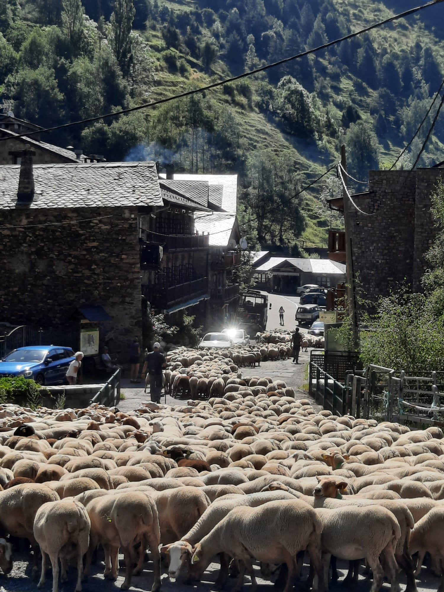 La transhumance, passée devant l hotel 