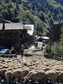 La transhumance, passée devant l hotel