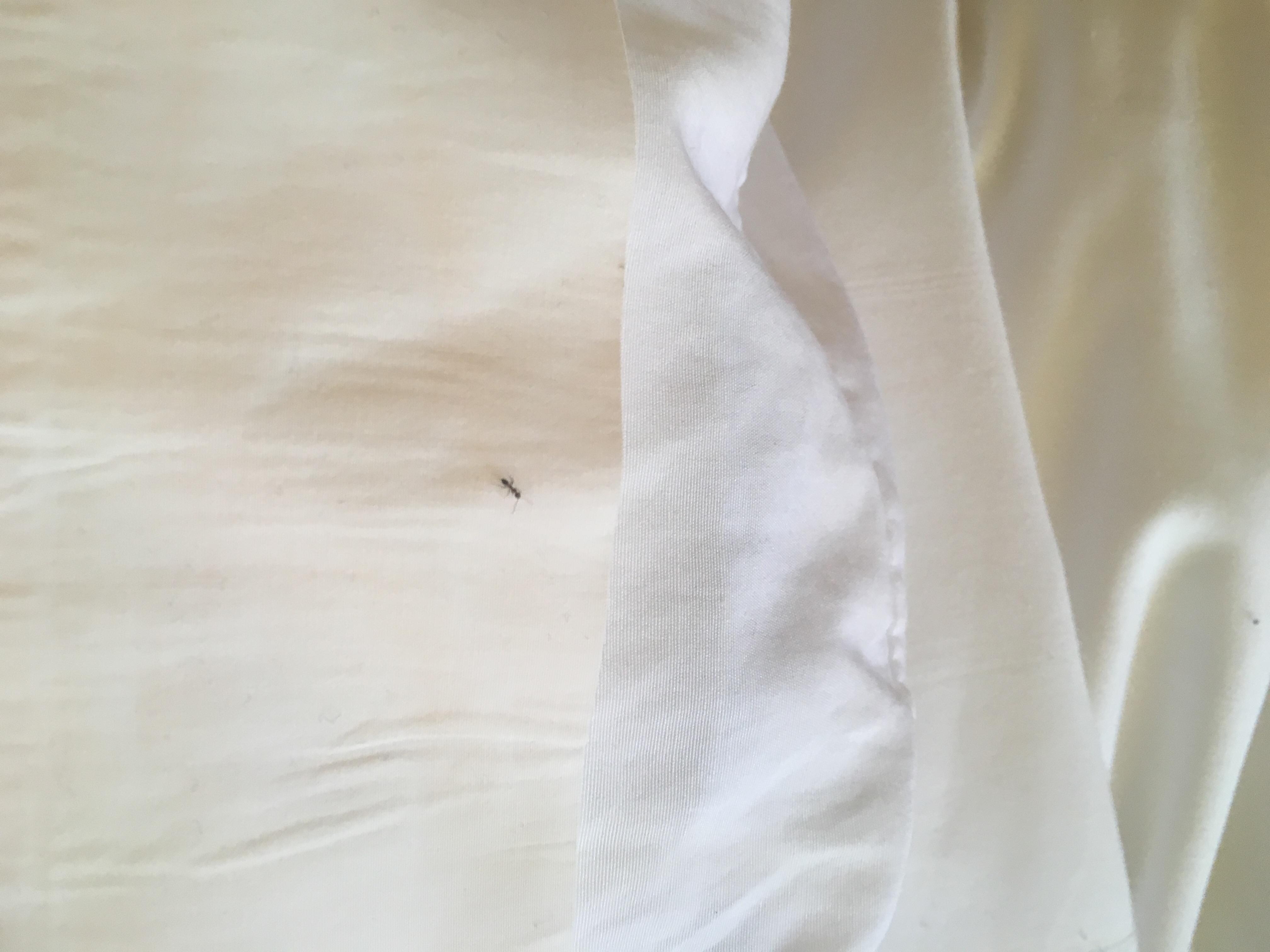 Ants in the tub