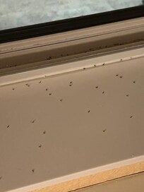 Dead bugs on the window sill.