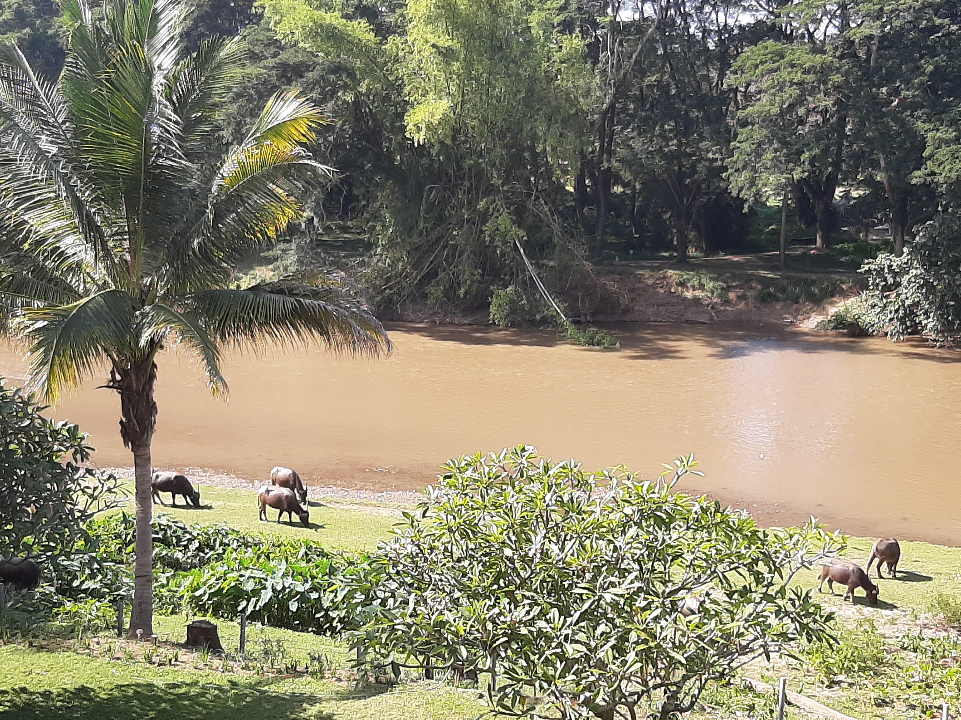 Watching the water buffalo in the river. View from the room.