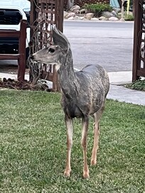 Not uncommon to see deer on or around the cabin grounds. Hummingbirds and others are plentiful making this place all the more peaceful.
