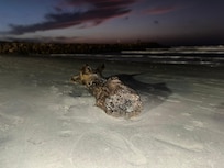 Nearby Crespo Beach,7 minute walk away