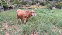 Family cow