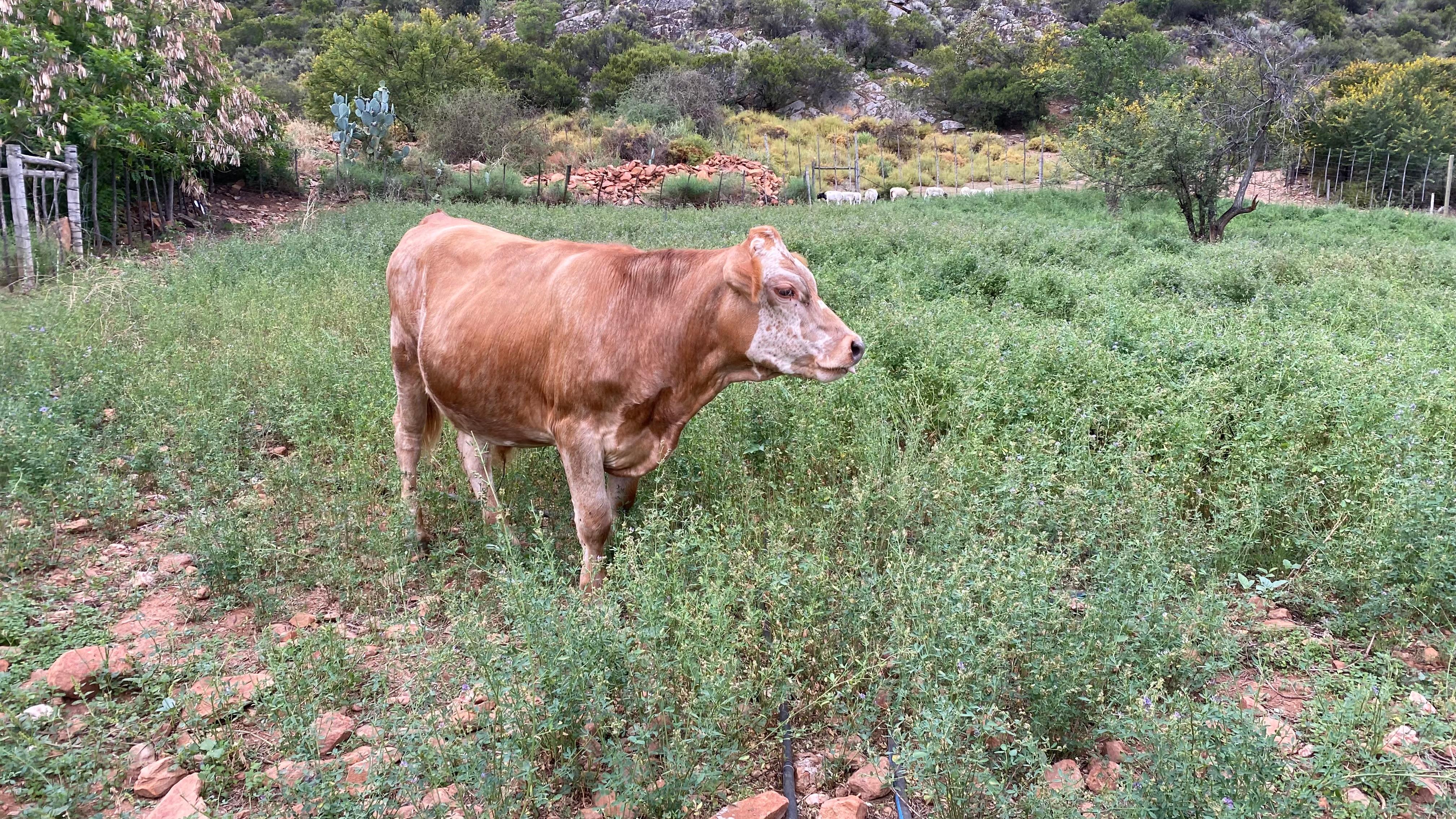 Family cow
