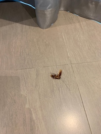客房內有蟑螂