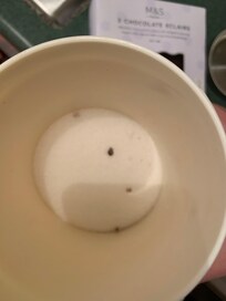 Sugar in kitchen with black lumps