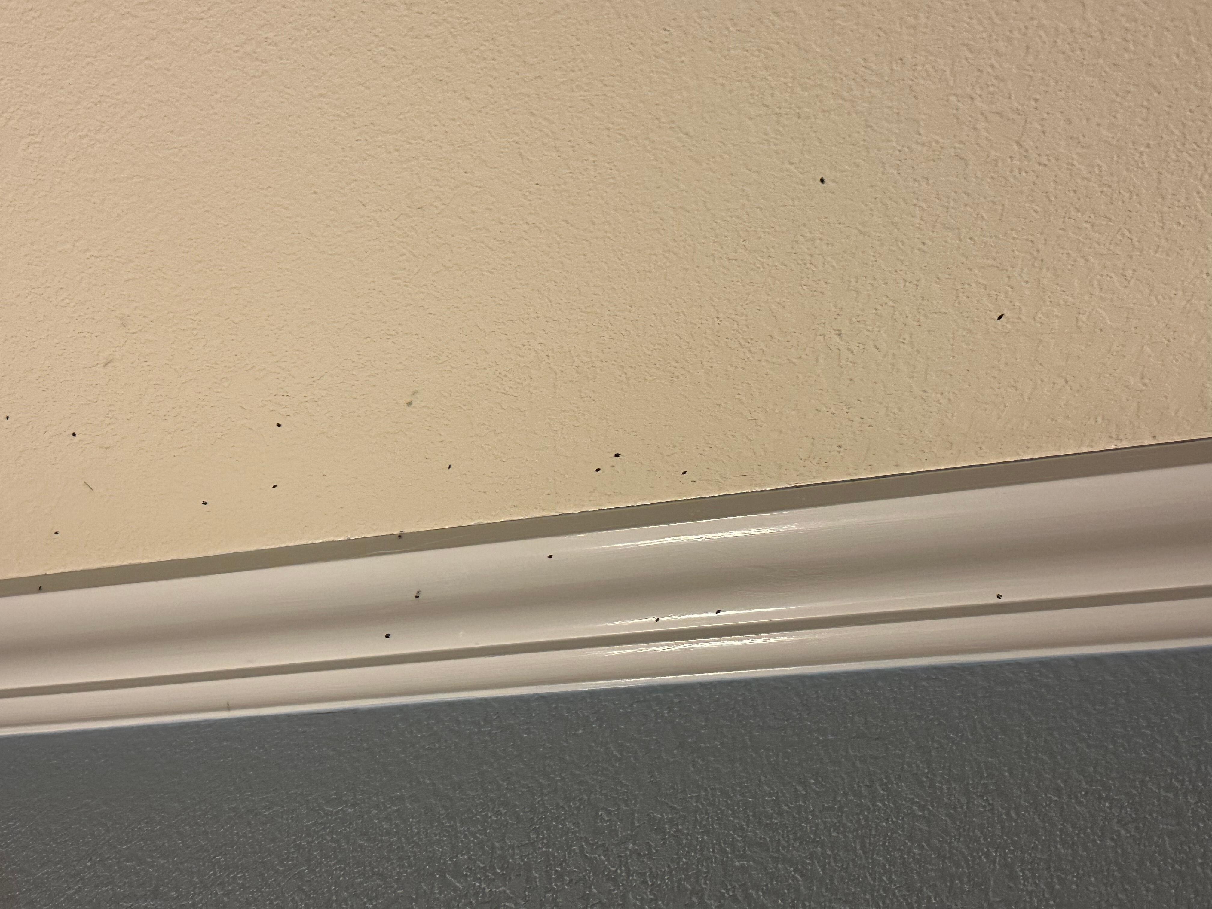 Bugs on the ceiling