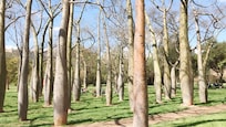 Parc