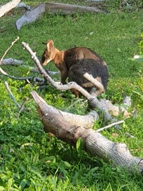 local pademelon