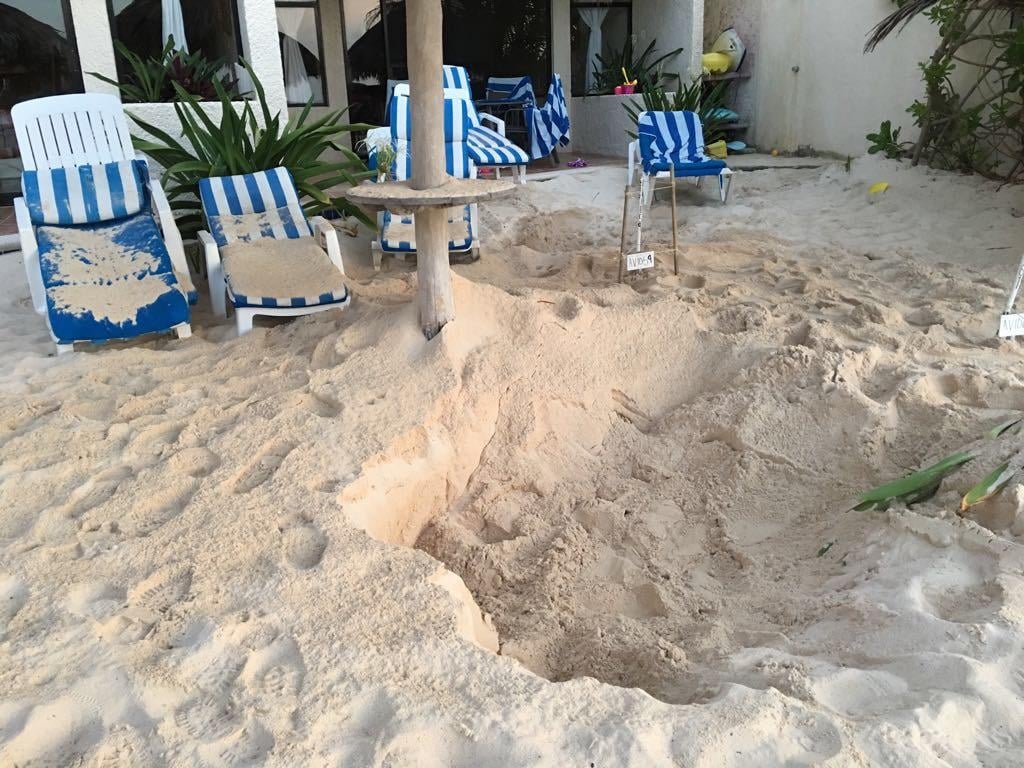 Turtle nest