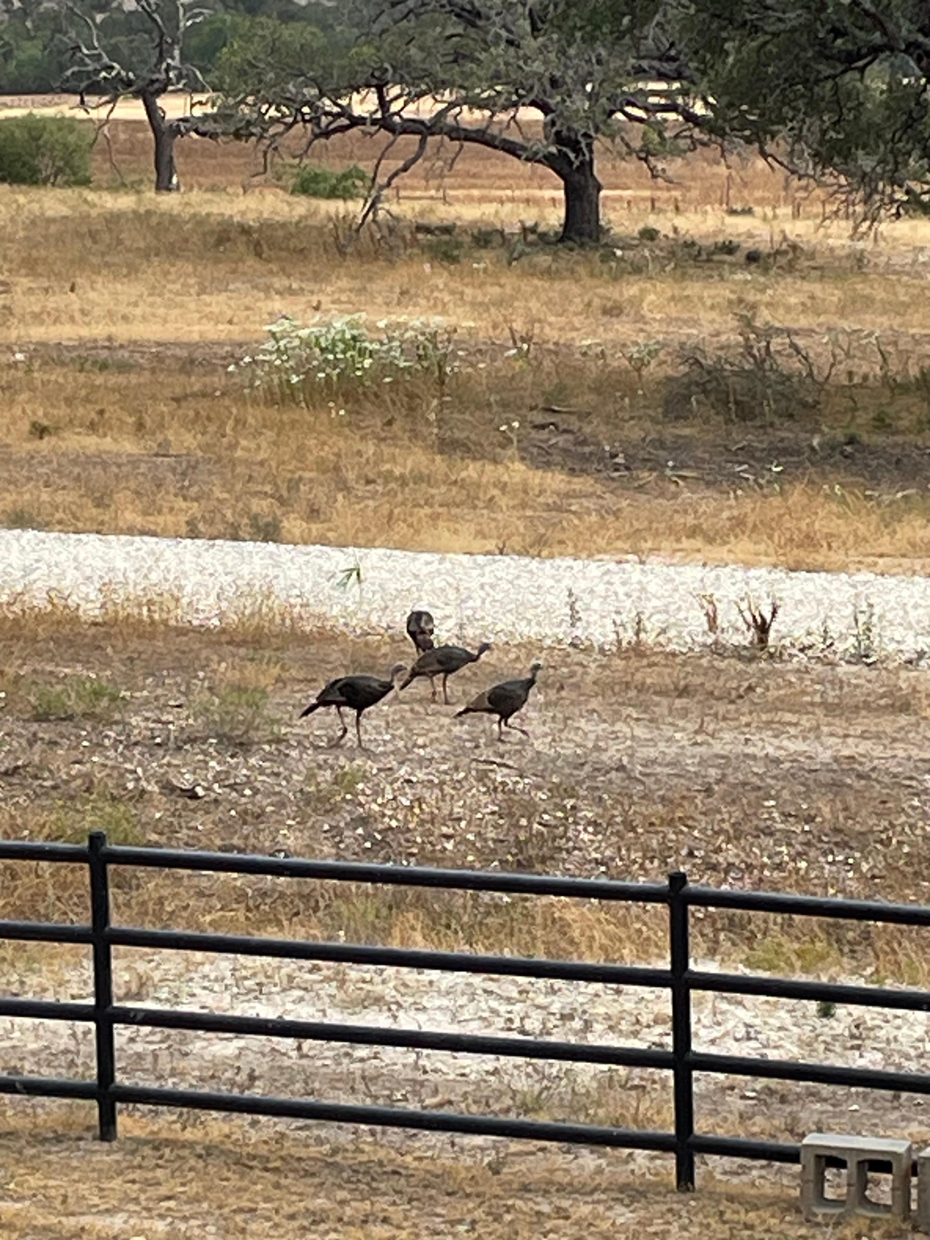 Some of wildlife around unit