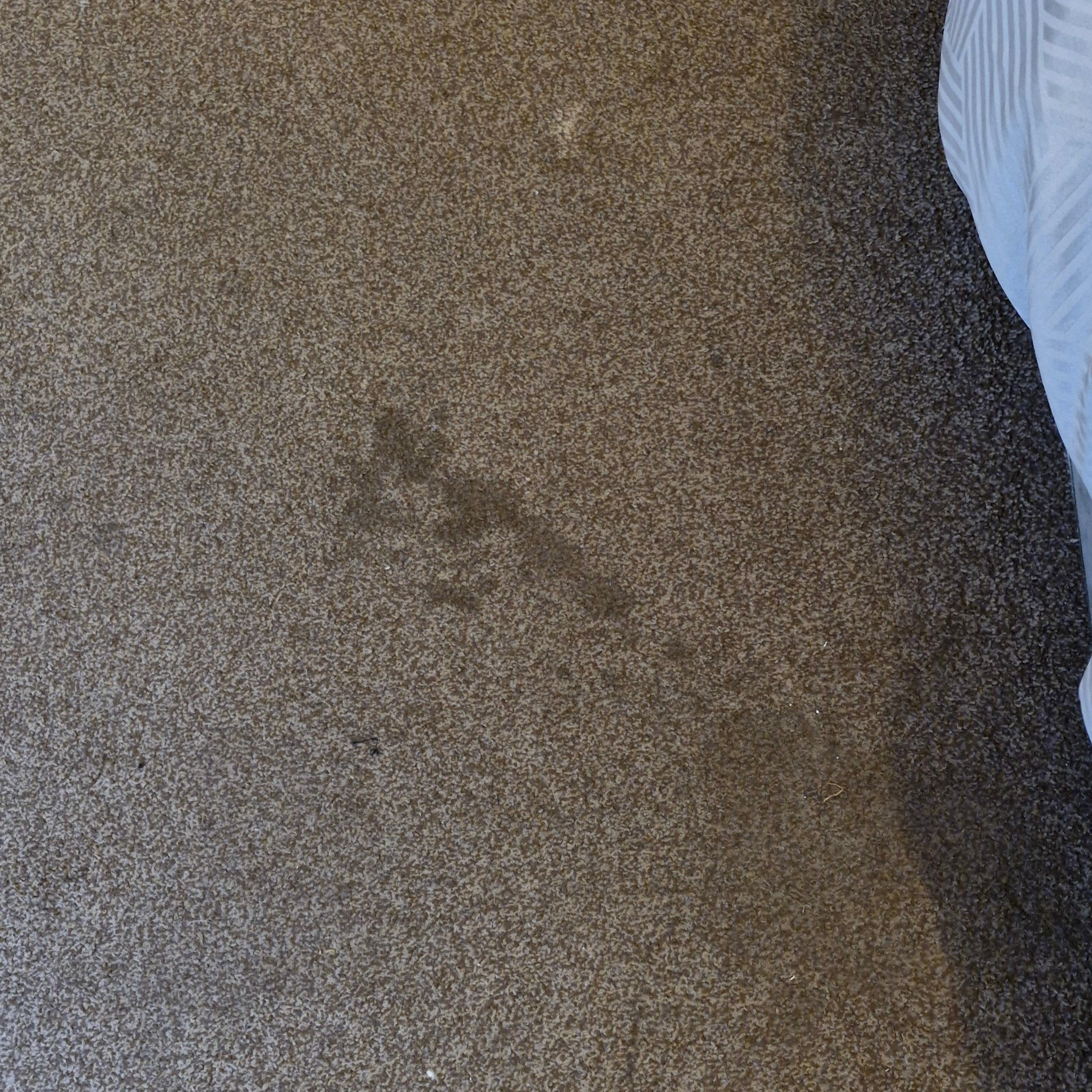 Stains on carpet