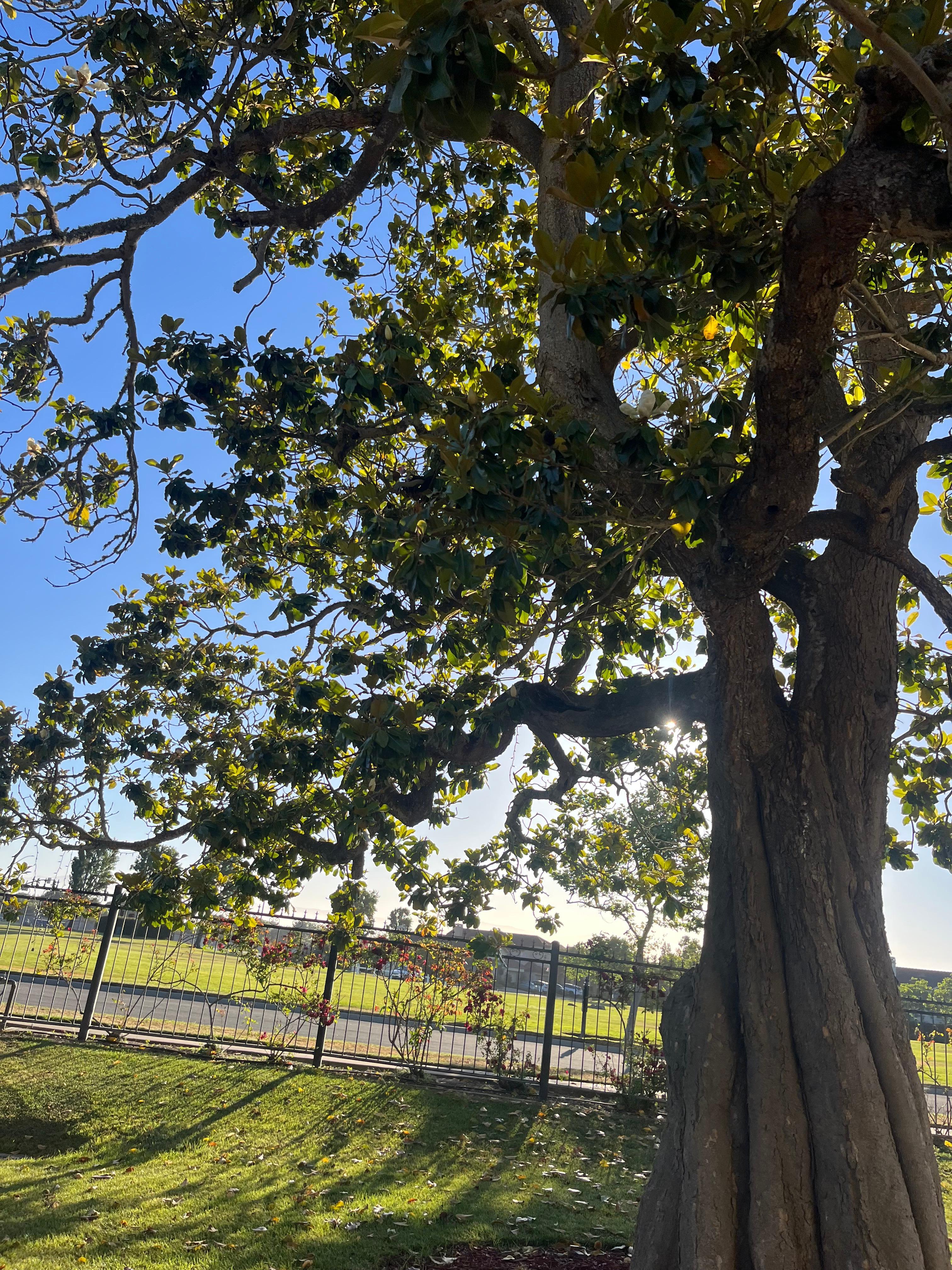 100year old Magnolia Tree