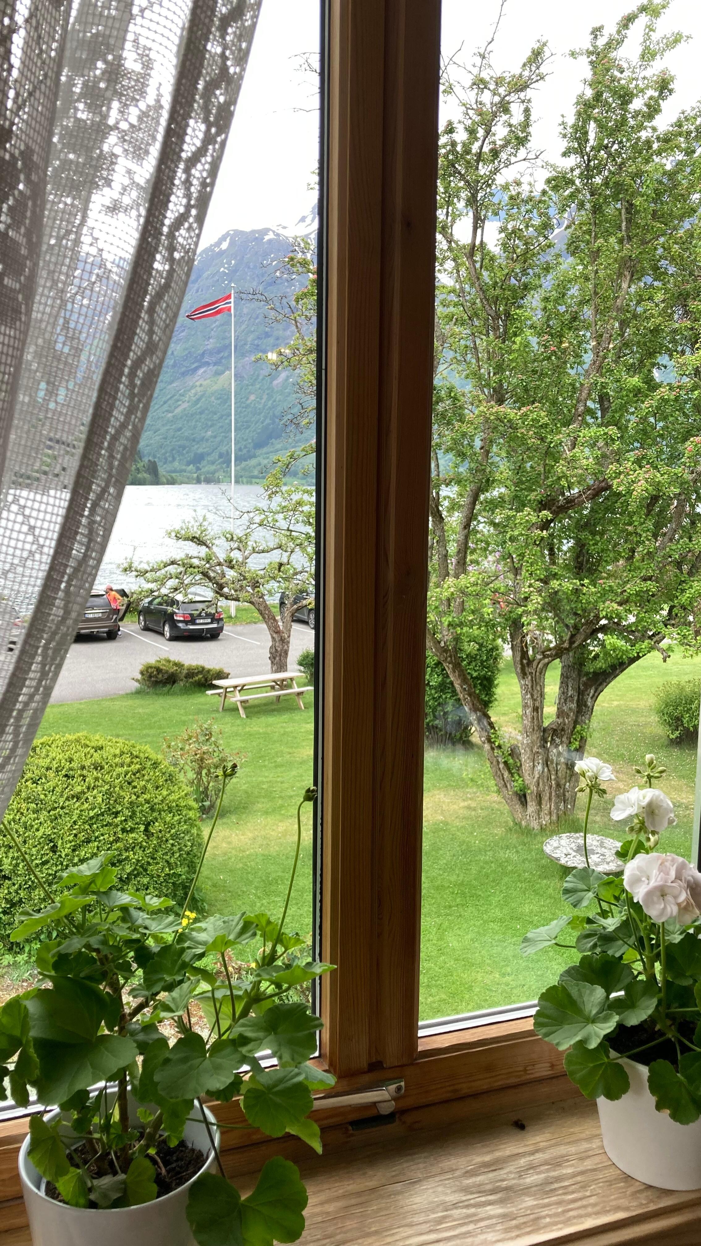 Utsikt fra tv-stuen… blondegardiner og geranium i vinduene… vakkert!