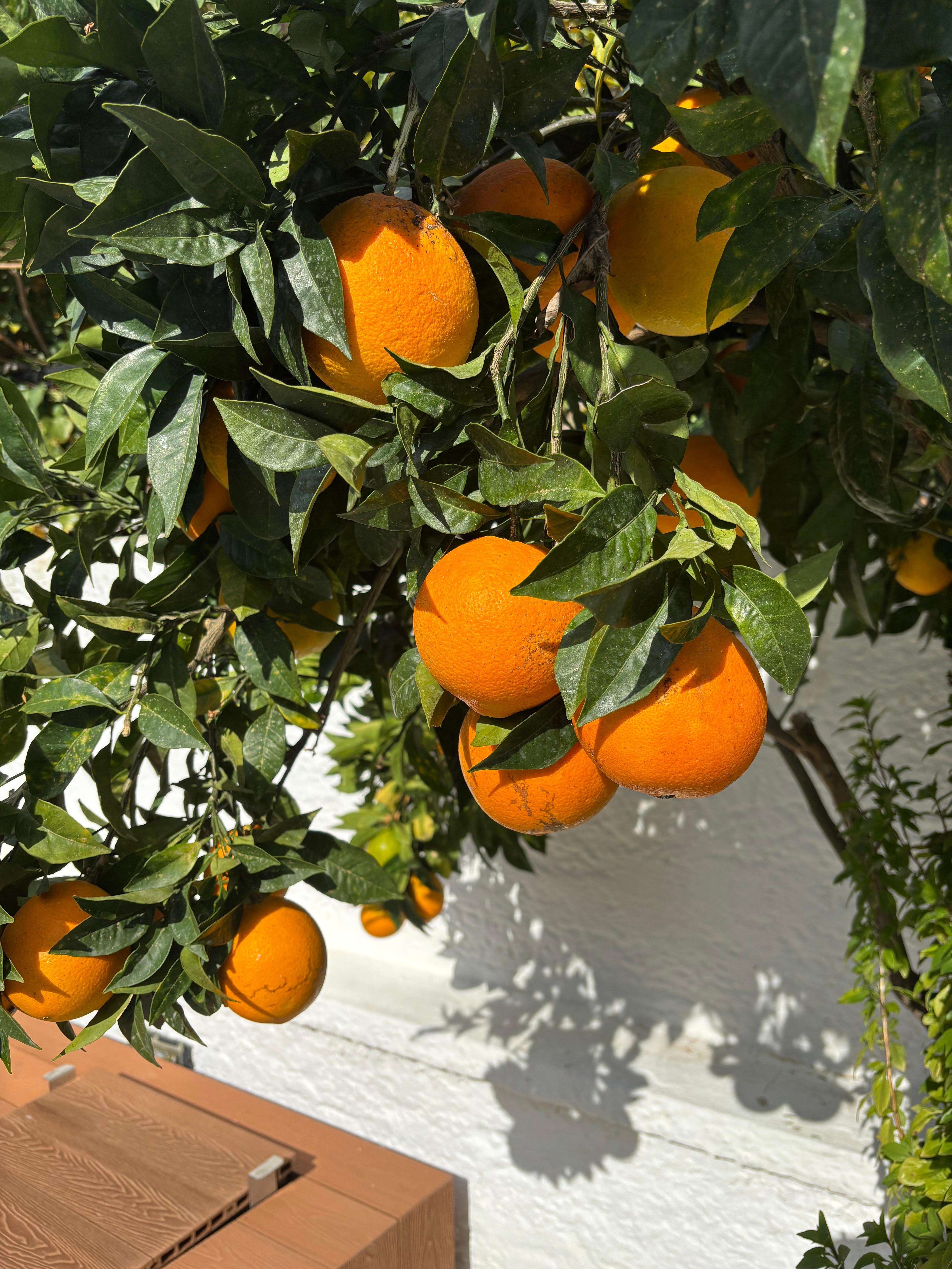 Rett ved bassenget vokste verdens beste appelsiner!