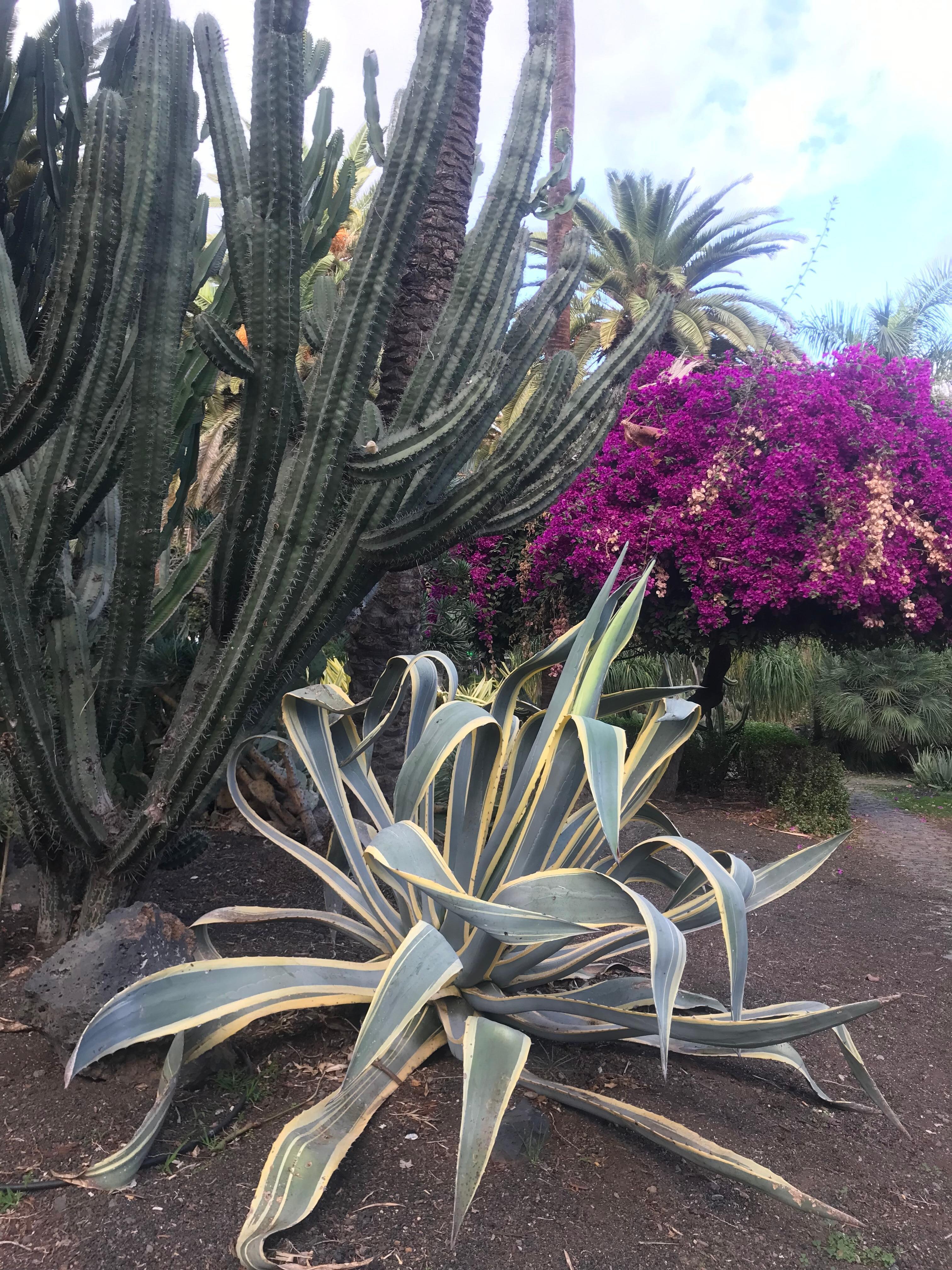 The beautiful garden , front of the hotel