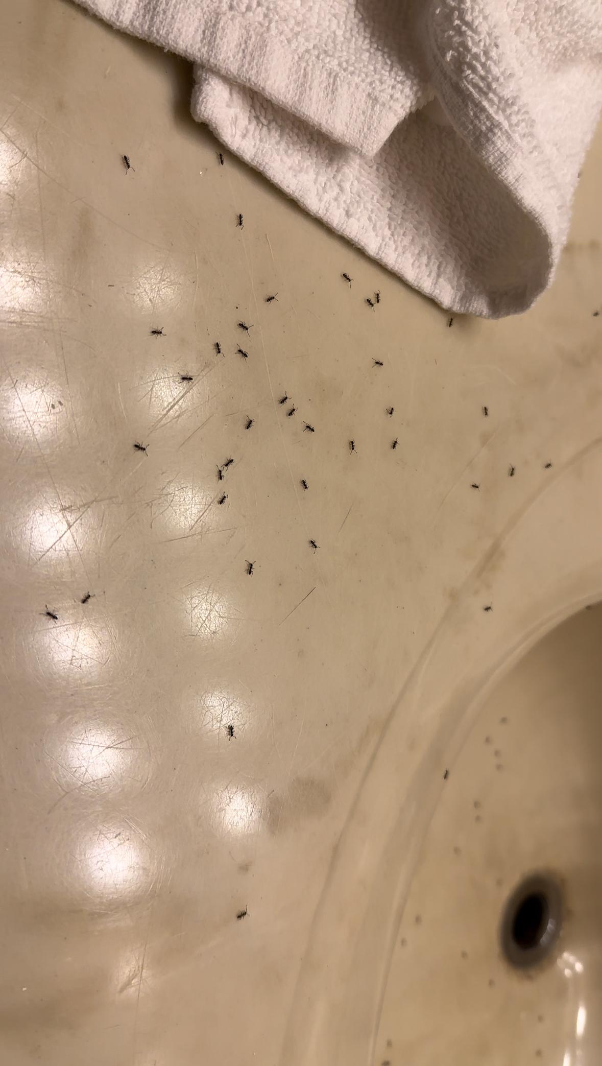 Ant infestation 