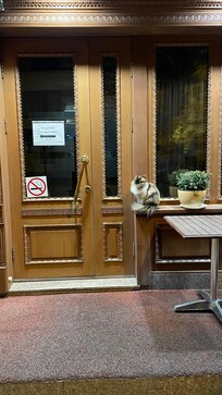 Кошка Лампа