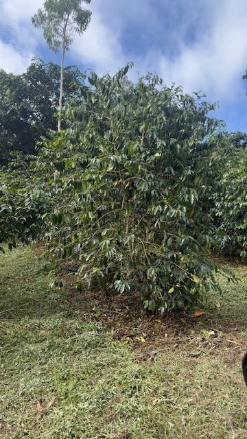 You drive by the coffee plants on your way to the rooms. 