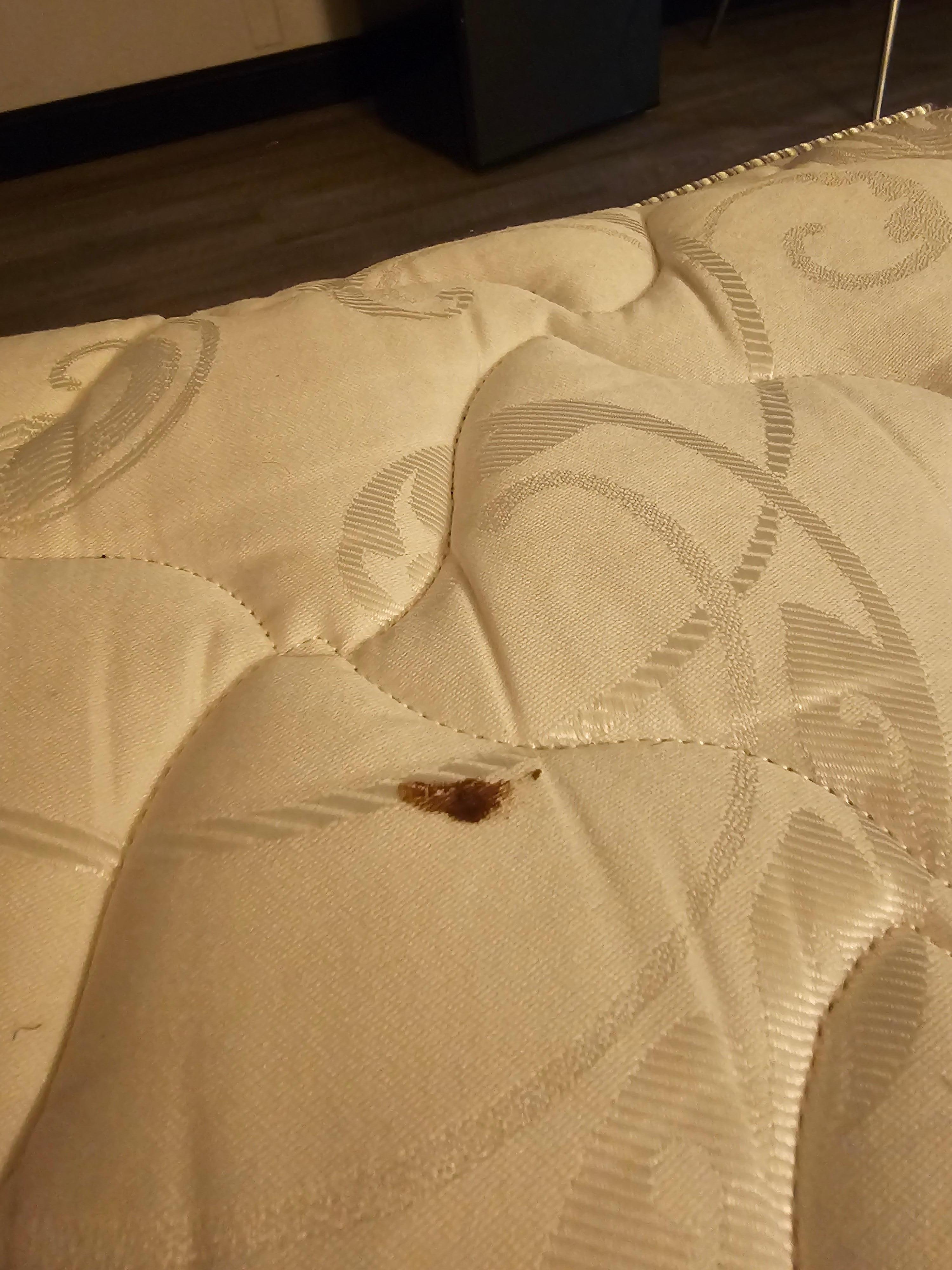 Poo on the mattress?