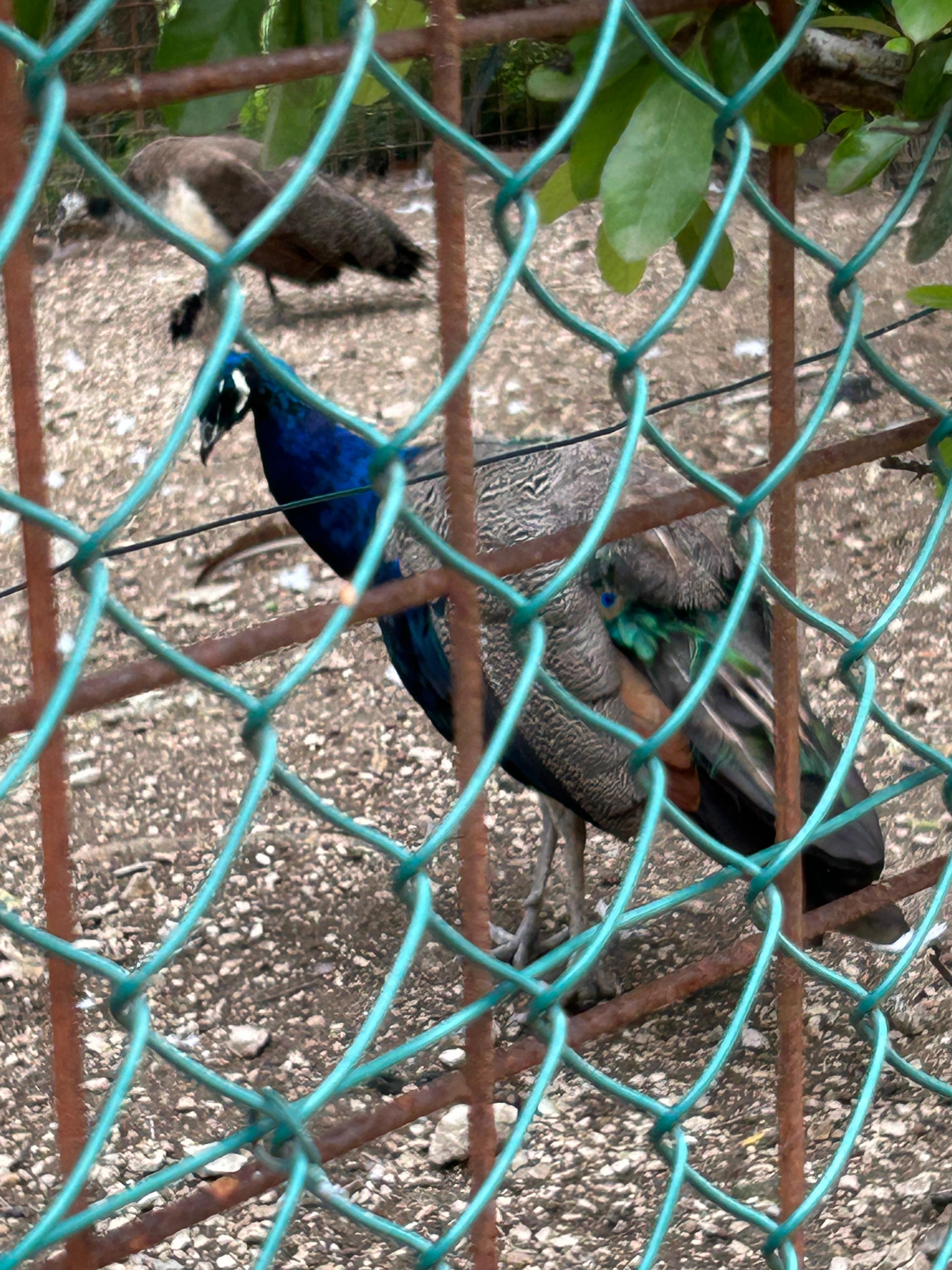 Peacocks on the corner as you walk up the hill.