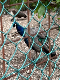 Peacocks on the corner as you walk up the hill.