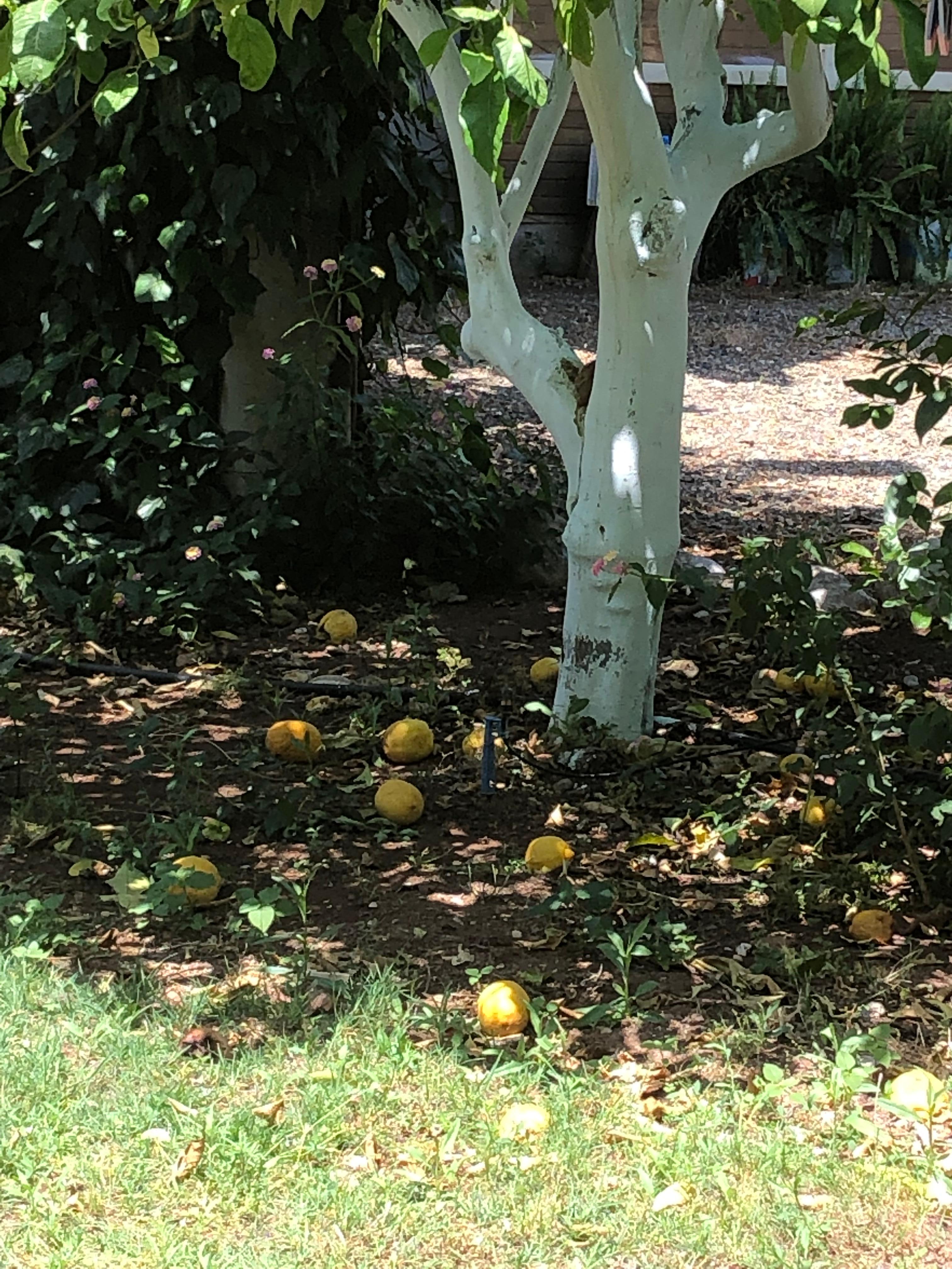 Fruit in de tuin