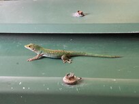Green gecko