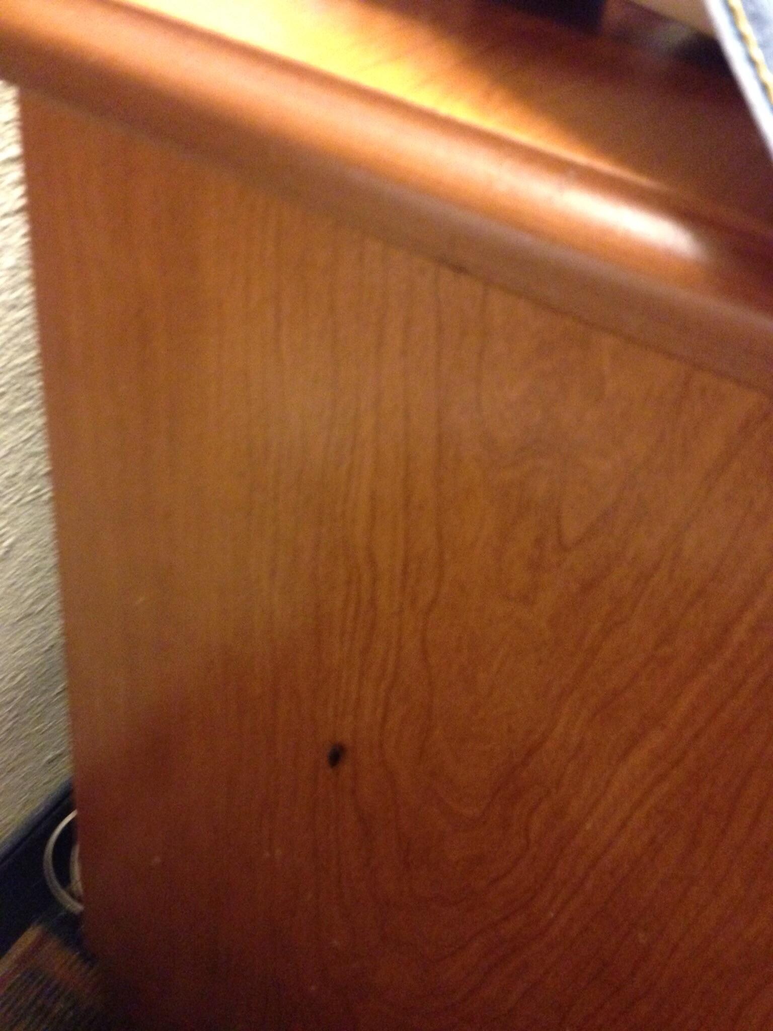 Roaches crawling around in the room