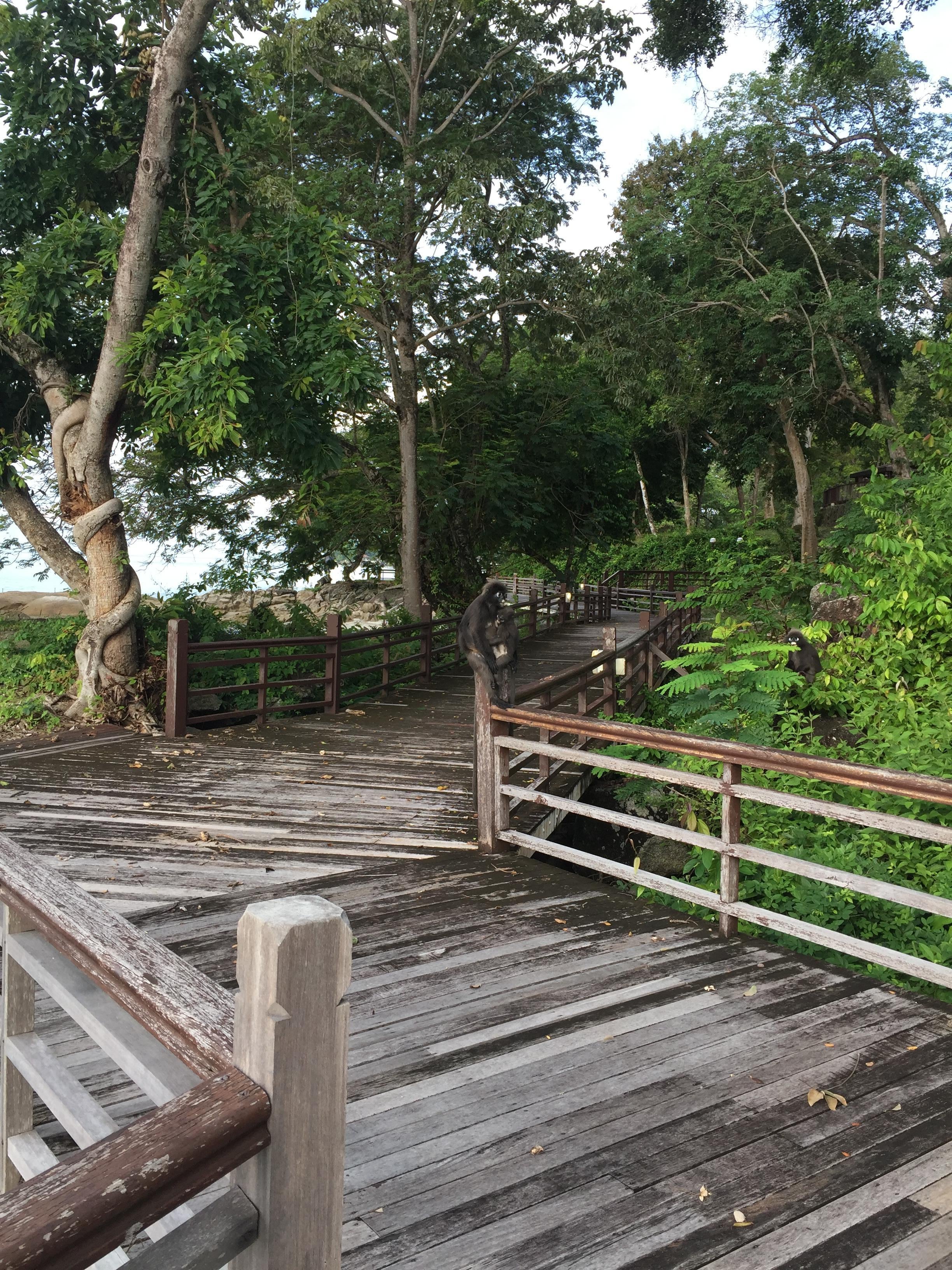 Monkeys on the boardwalk