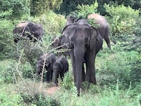 Udawalawe Nationalpark, 3 Jan. 2020