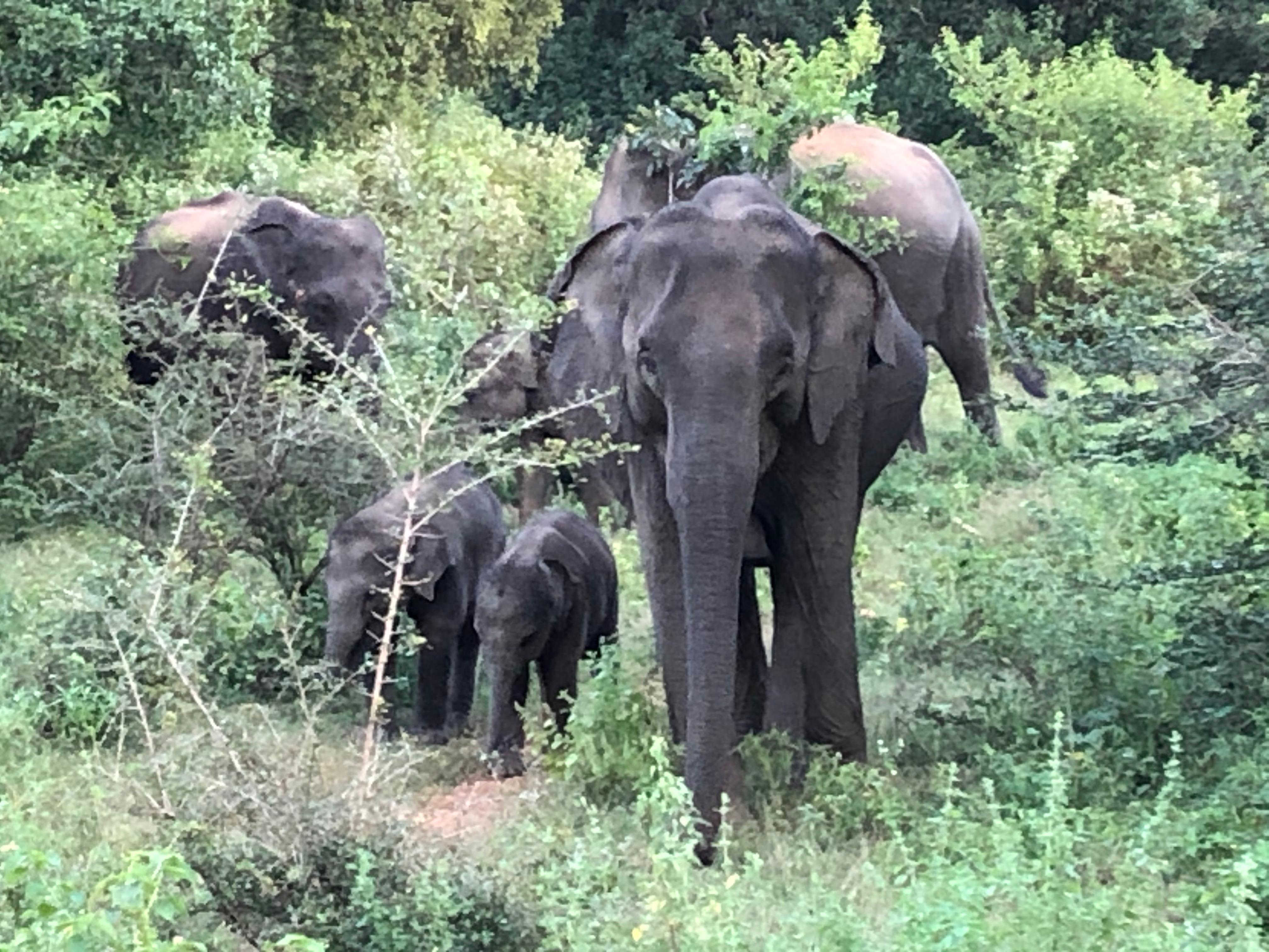 Udawalawe Nationalpark, 3 Jan. 2020