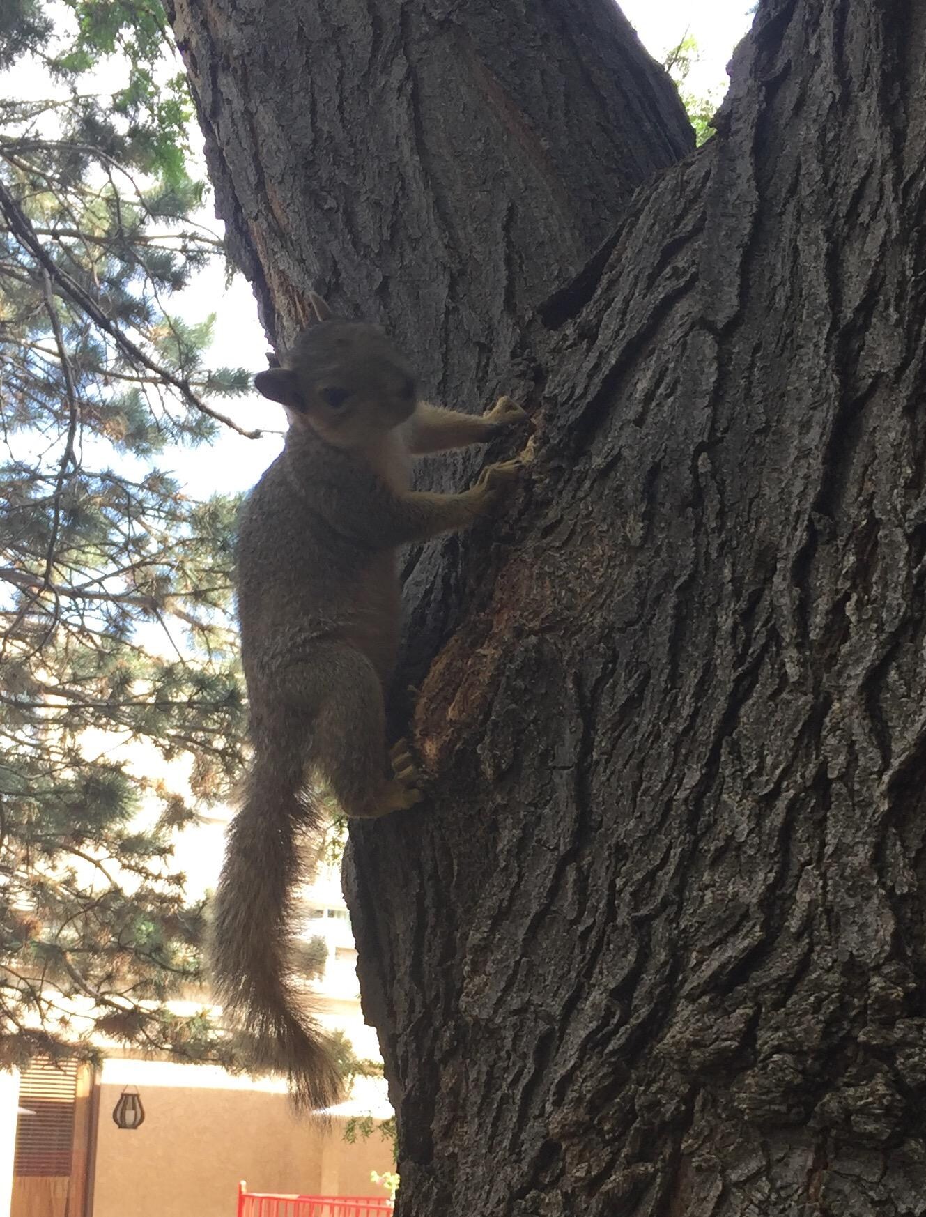 Friendly squirrel in the courtyard