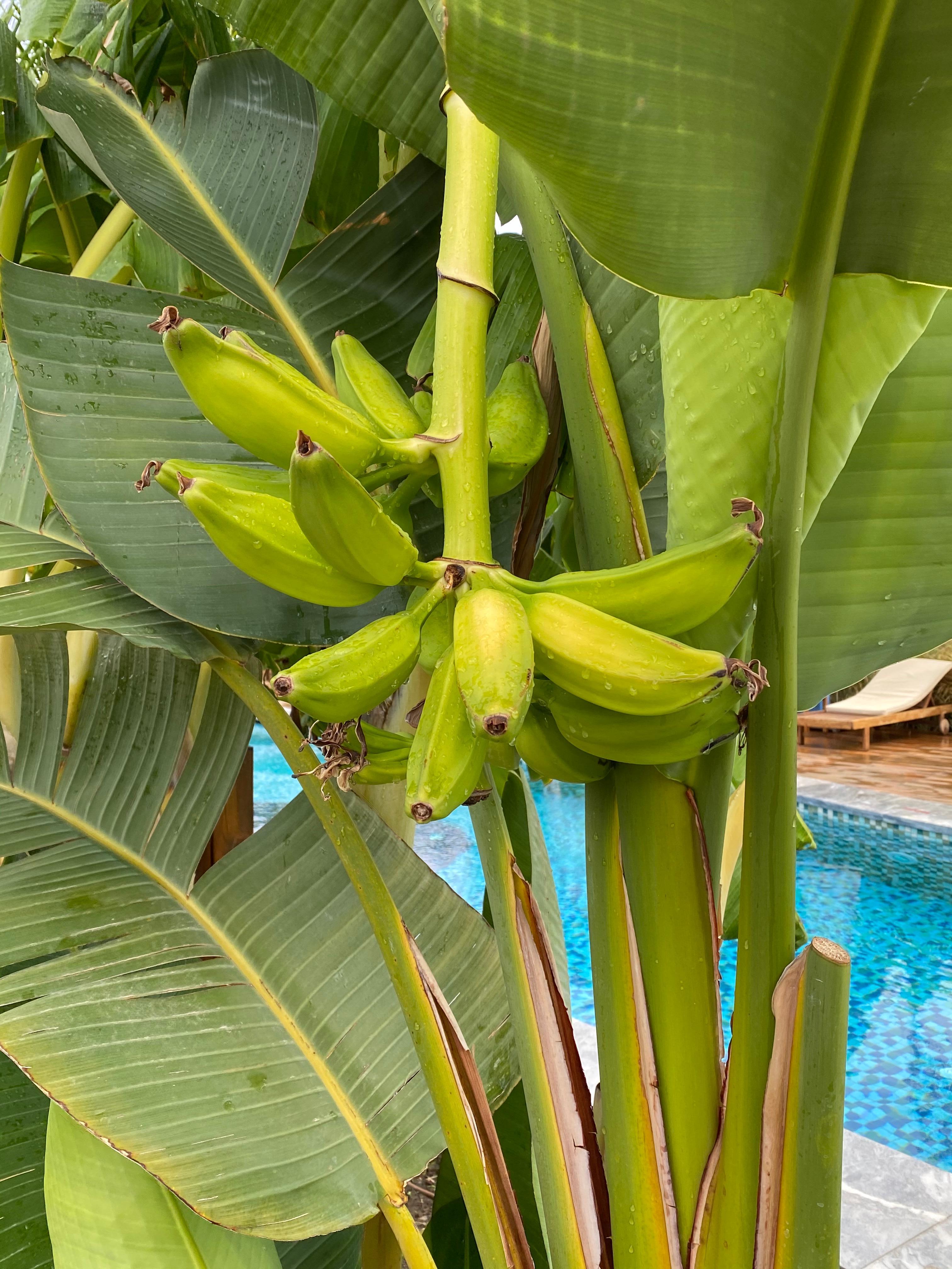 One of numerous banana trees around the poolside