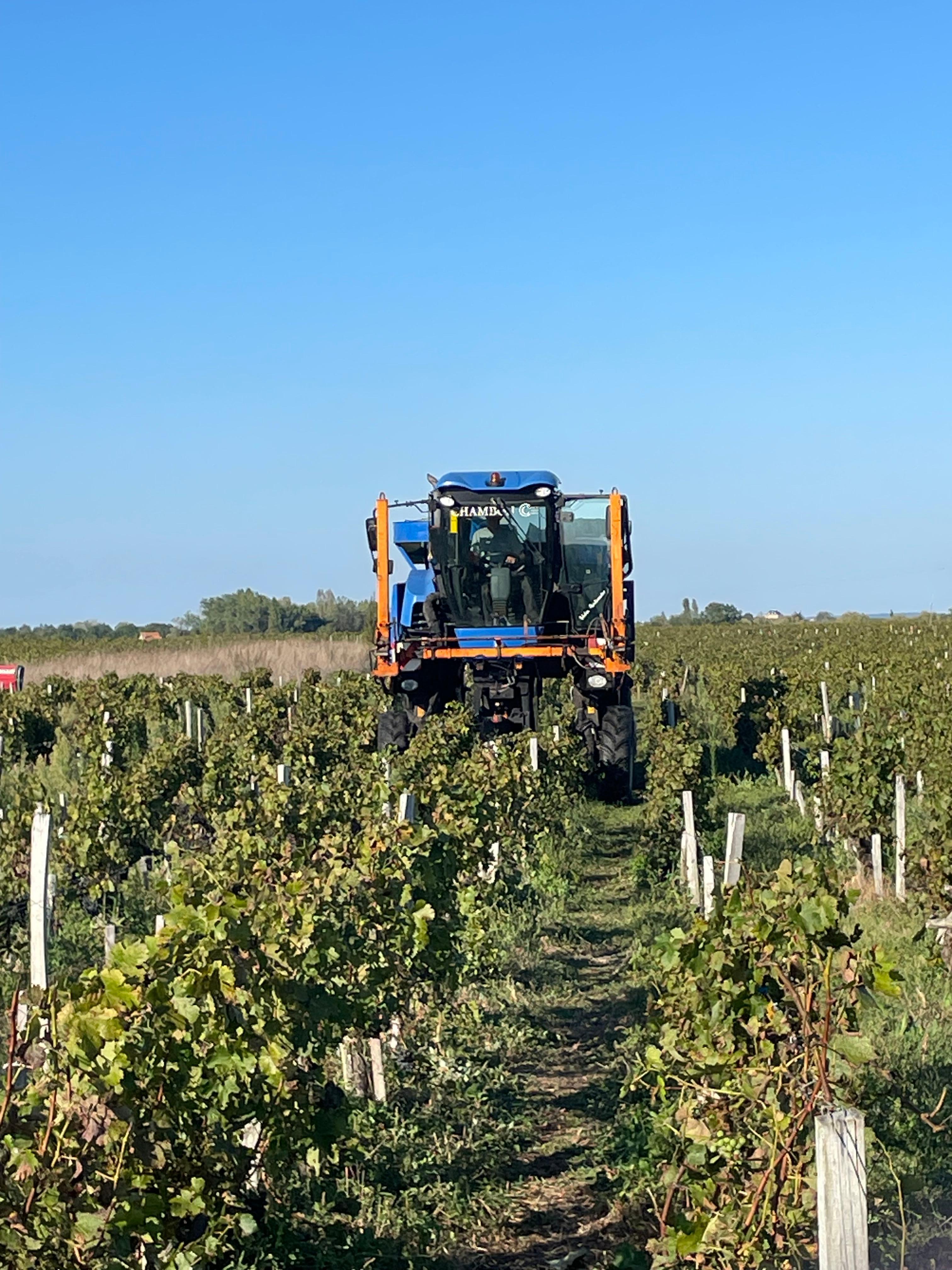 Harvesting the grapes