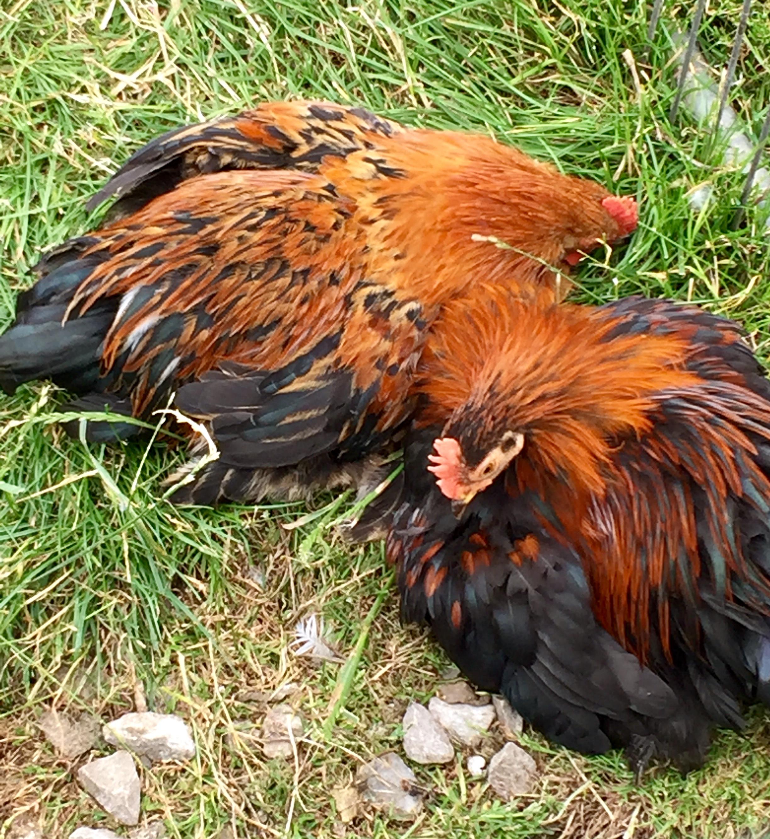 Beautiful chickens in coop on farm. 